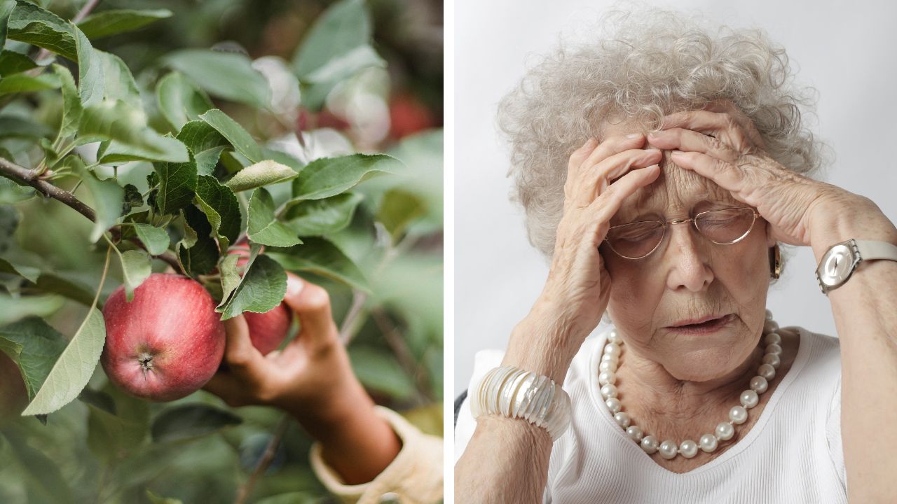 A homeowner’s decision to keep the plums from a backyard tree sparked debate.