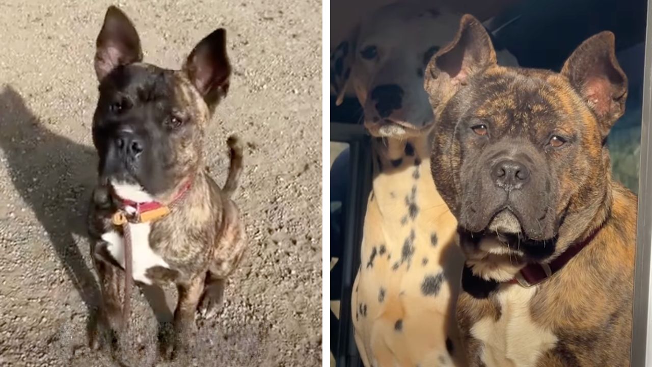 Bear the dog had days left to live, but was rescued by dog lover and rescuer, Asher Lee.