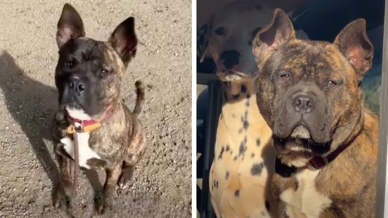 Bear the Dog Was Nearly Put Down—What Happened Next Touched Millions