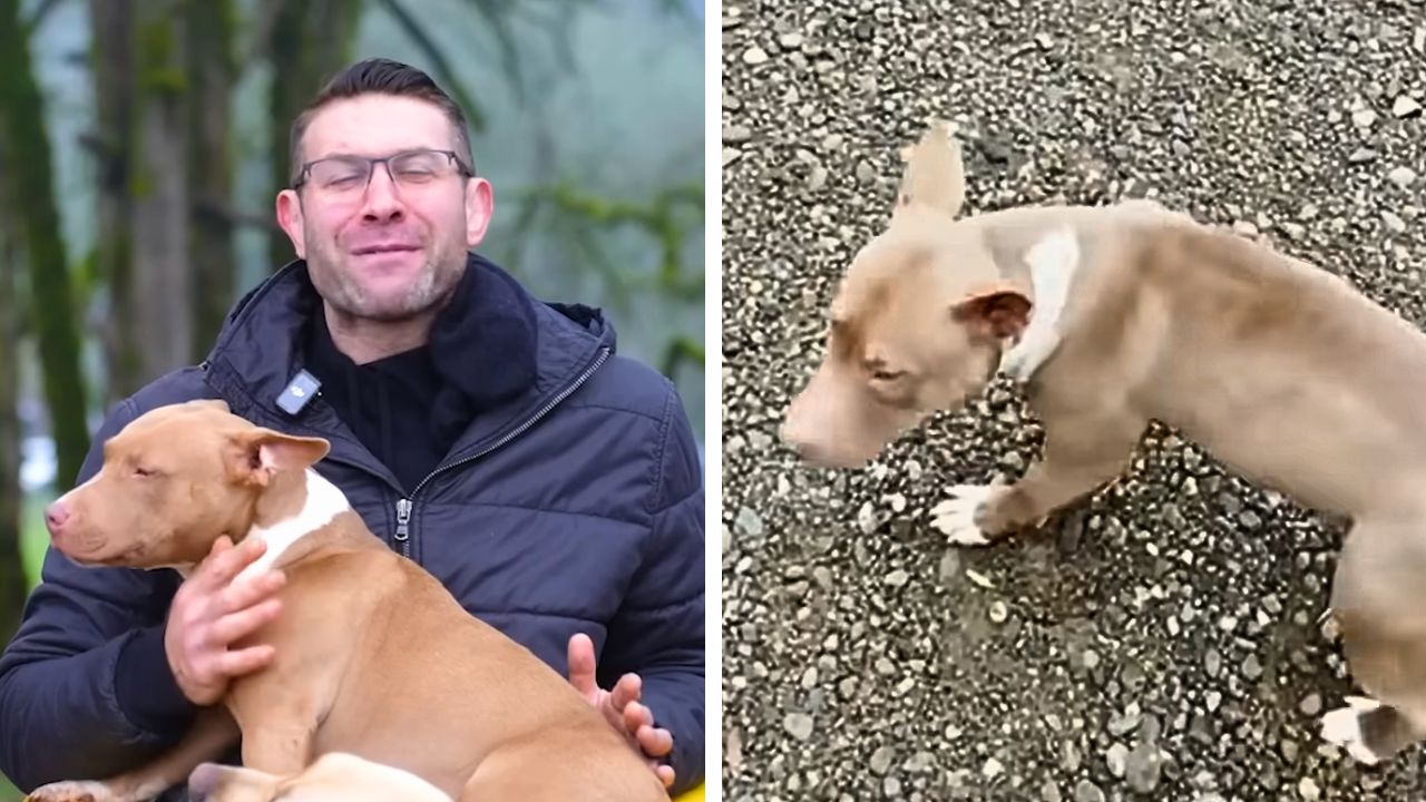 Matilda, a rescue bull terrier with cerebellar hypoplasia, celebrates her third "Gotcha Day."