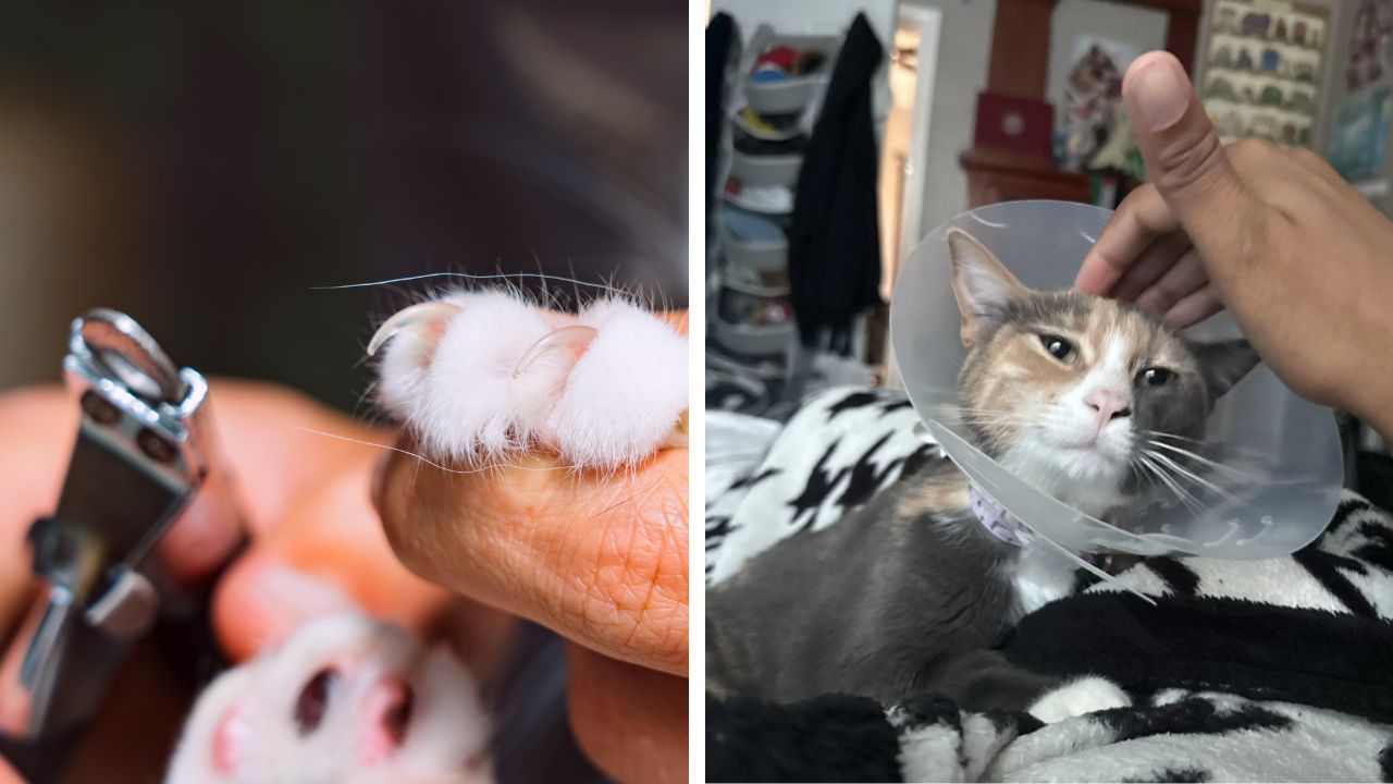 Mom declawed their kitten, who was 8-months-old, behind Redditors back.
