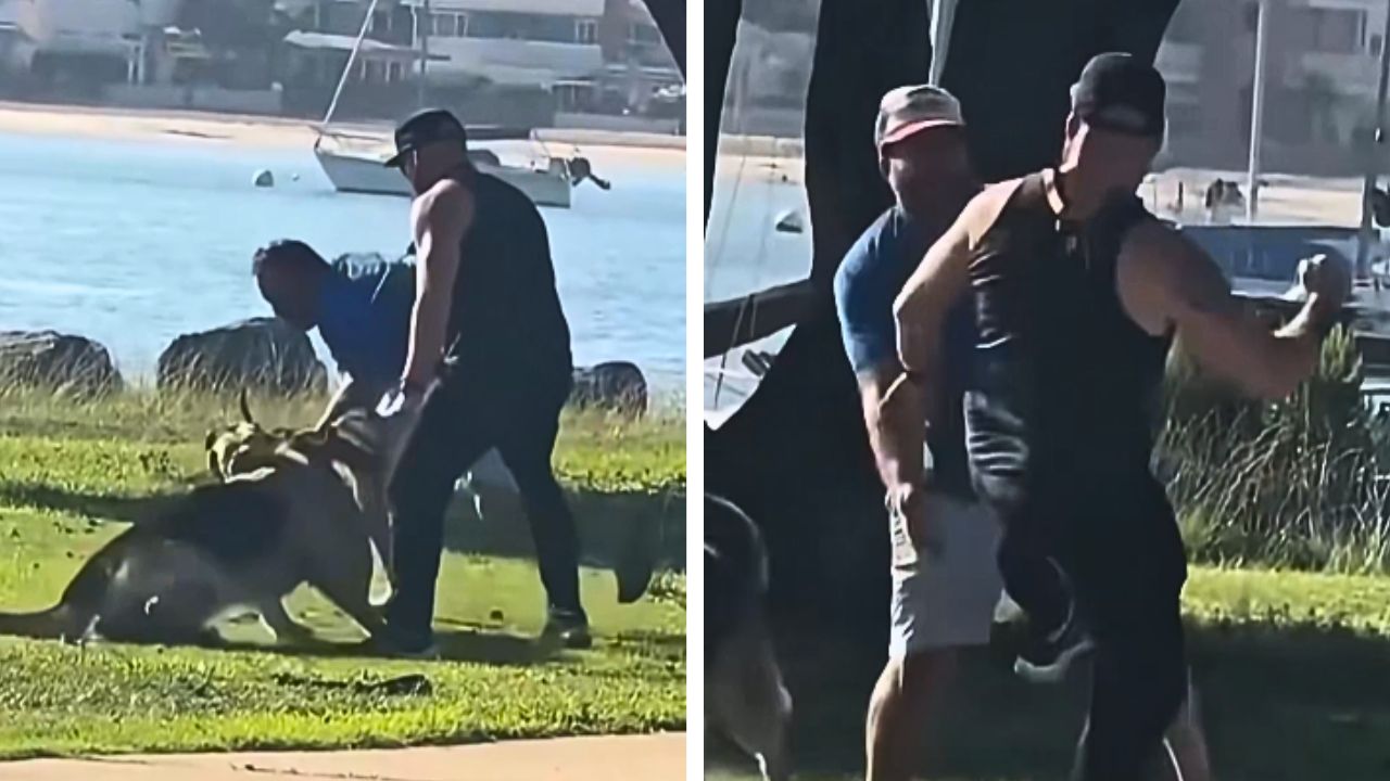 ‘What Is Wrong With the Guy in Black?’: A Viral Video of a Dog Fight Turning Into a Human Brawl Has X Taking Sides
