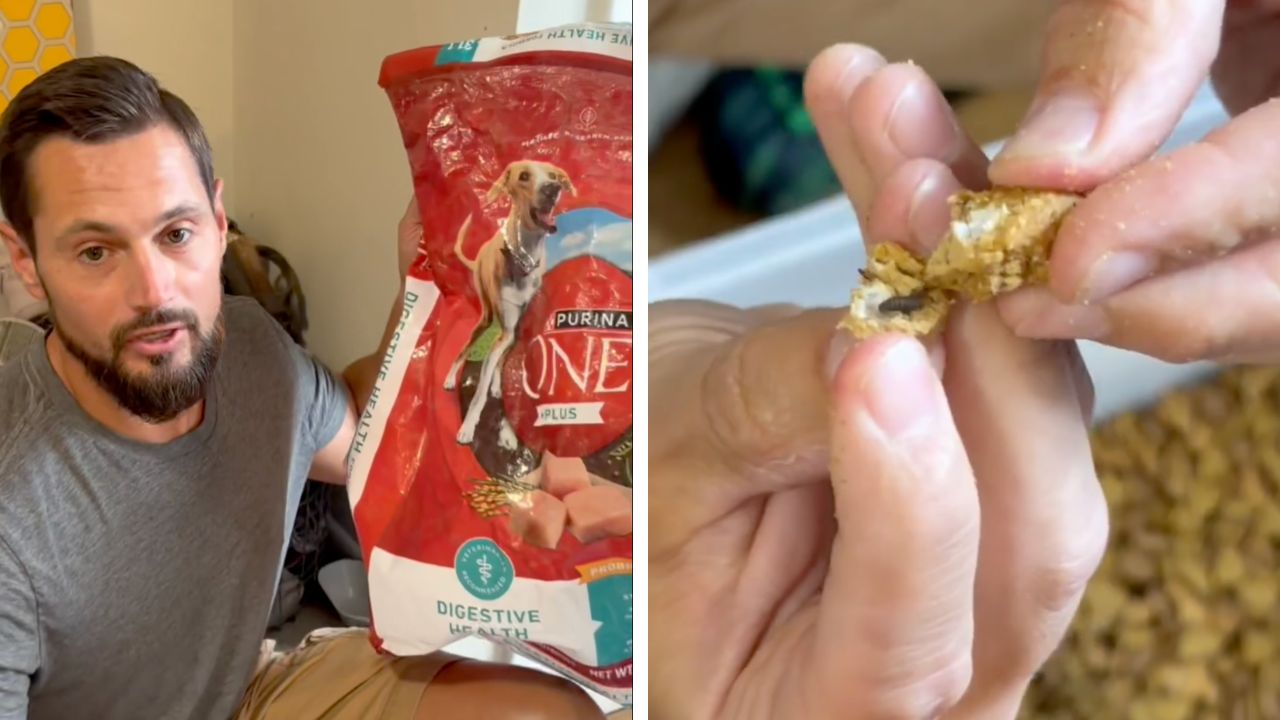Pet owner found maggots and black bugs in Purina One Dog food, grossing out the internet.