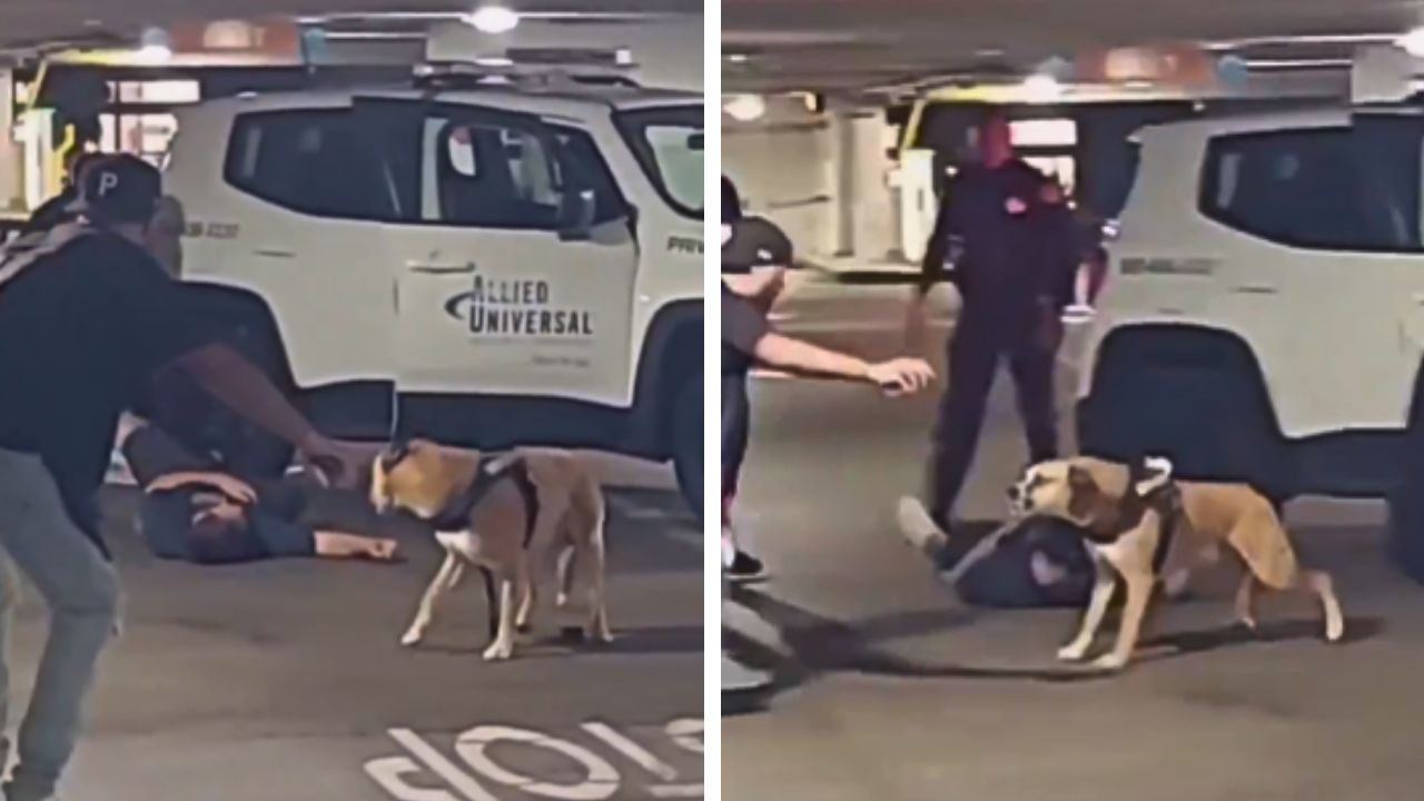 This service dog was guarding its owner during an apparent seizure in California