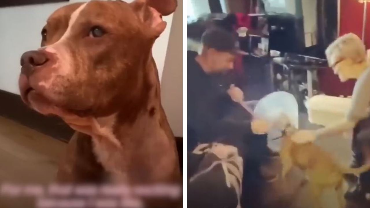 Blind pit bull regains sight and meets family