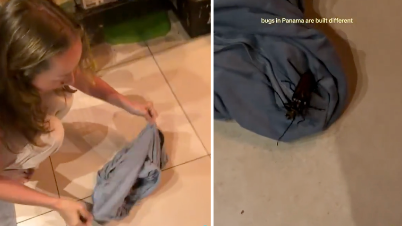 Woman’s Encounter With a Giant Beetle in Panama Goes Viral — That Was Actually a Huge Underreaction’