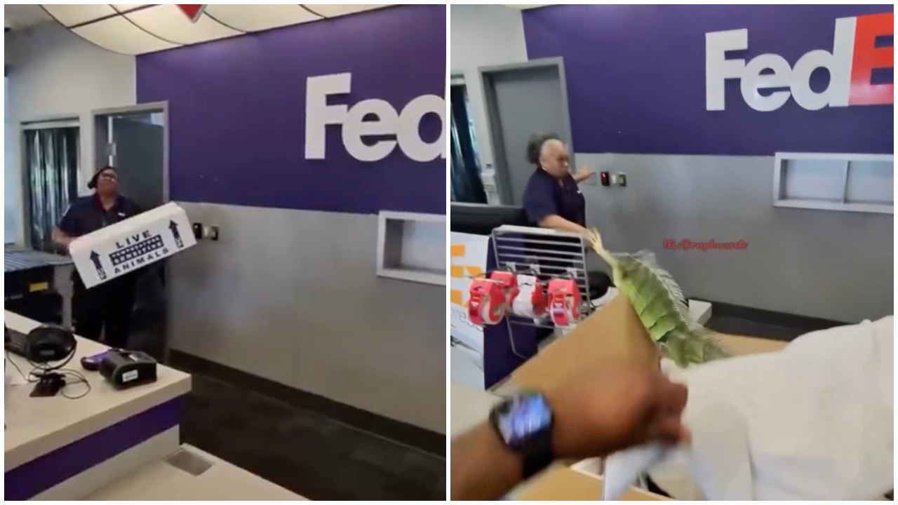 Guy Opens FedEx Package With Live Iguana and It Escapes