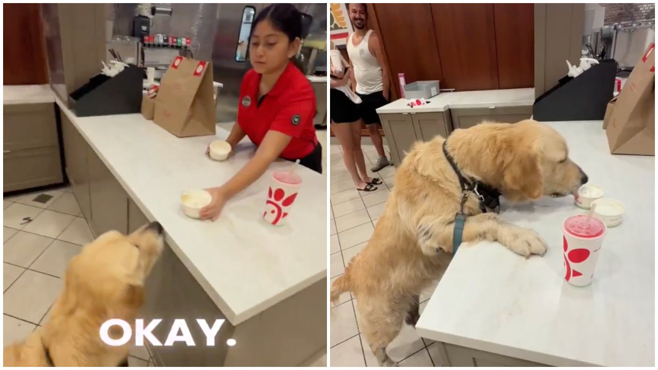 Man Lets Dog Eat Off Chick-fil-A Counter, and People Are Grossed Out
