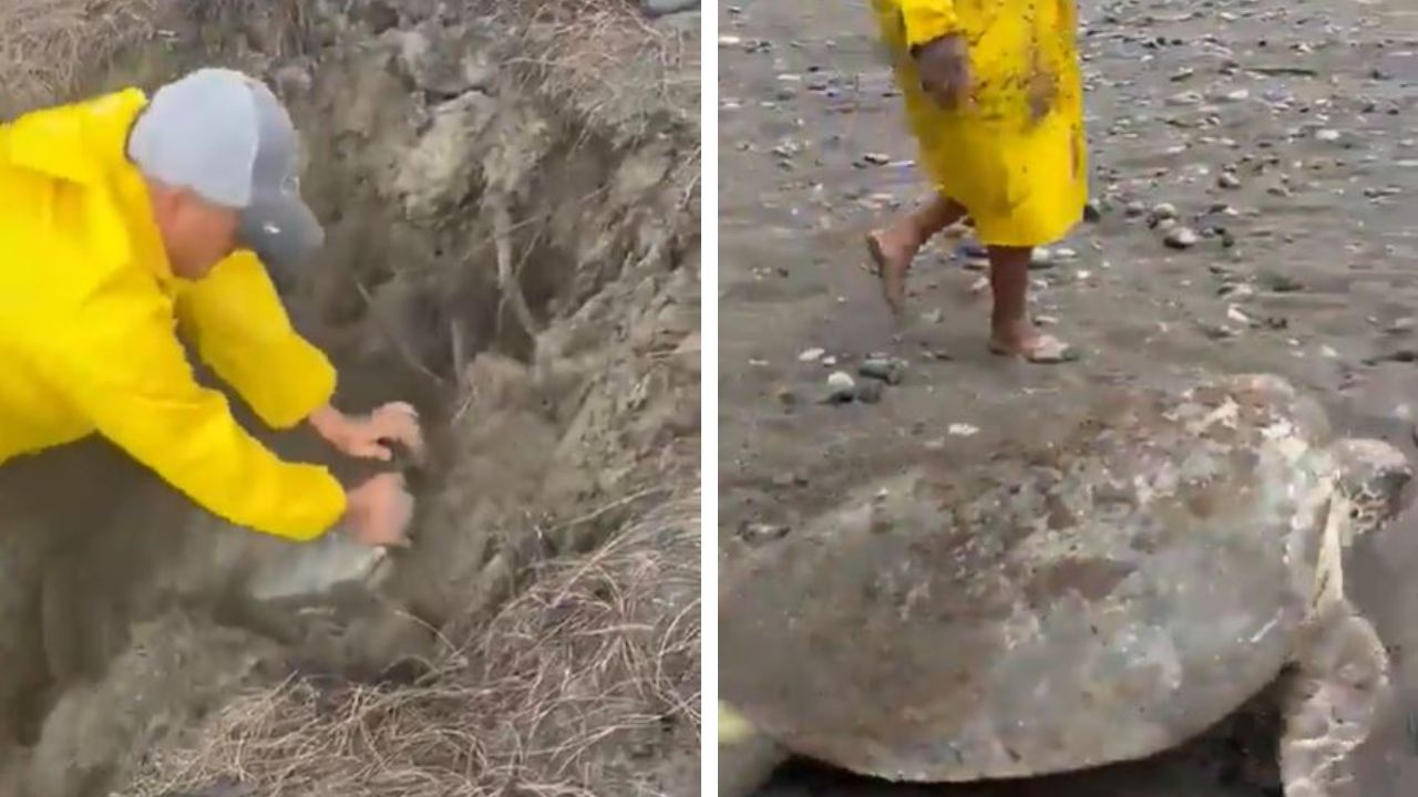‘Not All Heroes Wear Capes’: Viral Video Shows a Man Freeing a Trapped Sea Turtle on a Beach