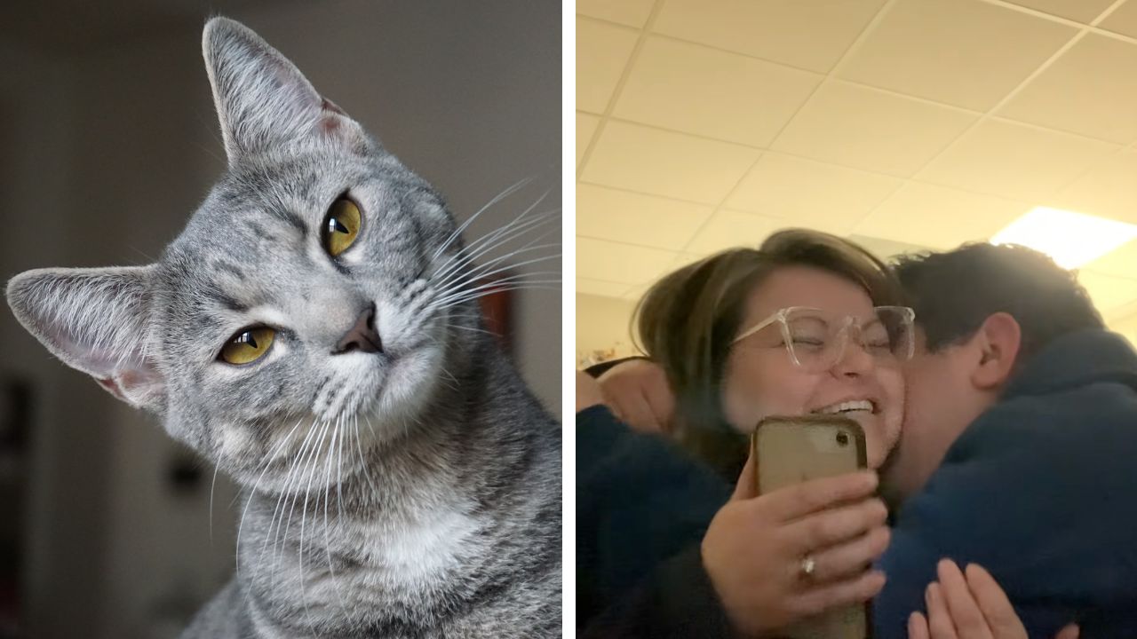 A couple's gender reveal gone wrong video featuring their cat resurfaced on Reddit.