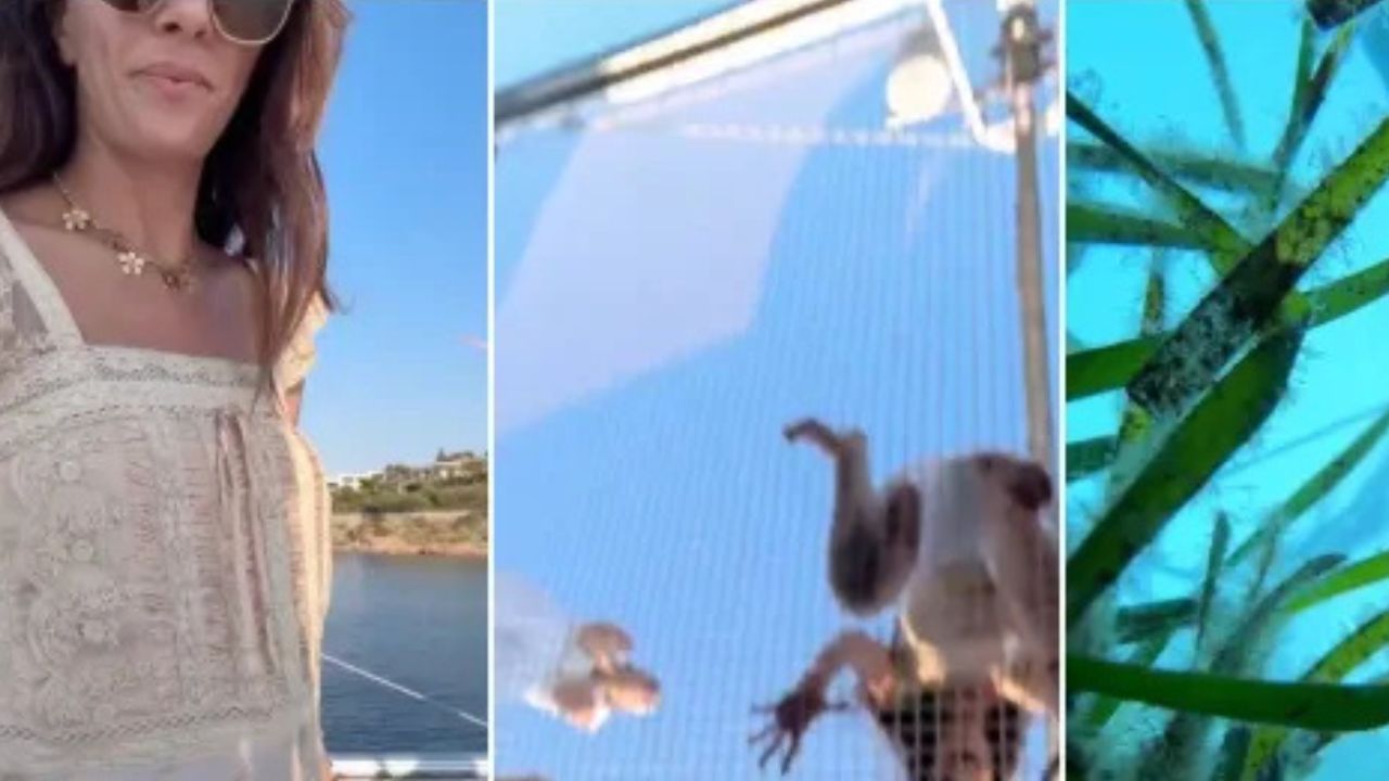Woman Drops Phone Into Ocean, Capturing the Unexpected