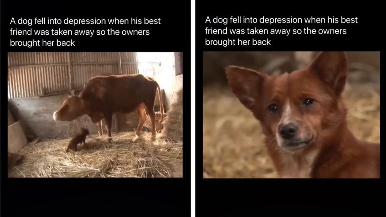 Dog goes into depression when cow is taken away.