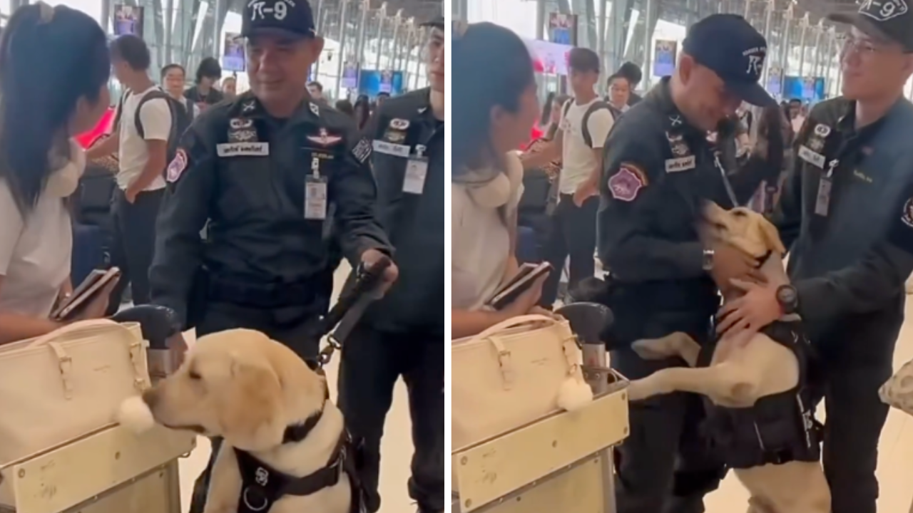 Dog Working at Airport Hilariously Goes After a Woman’s Lugage, and Not Because There Was a Threat