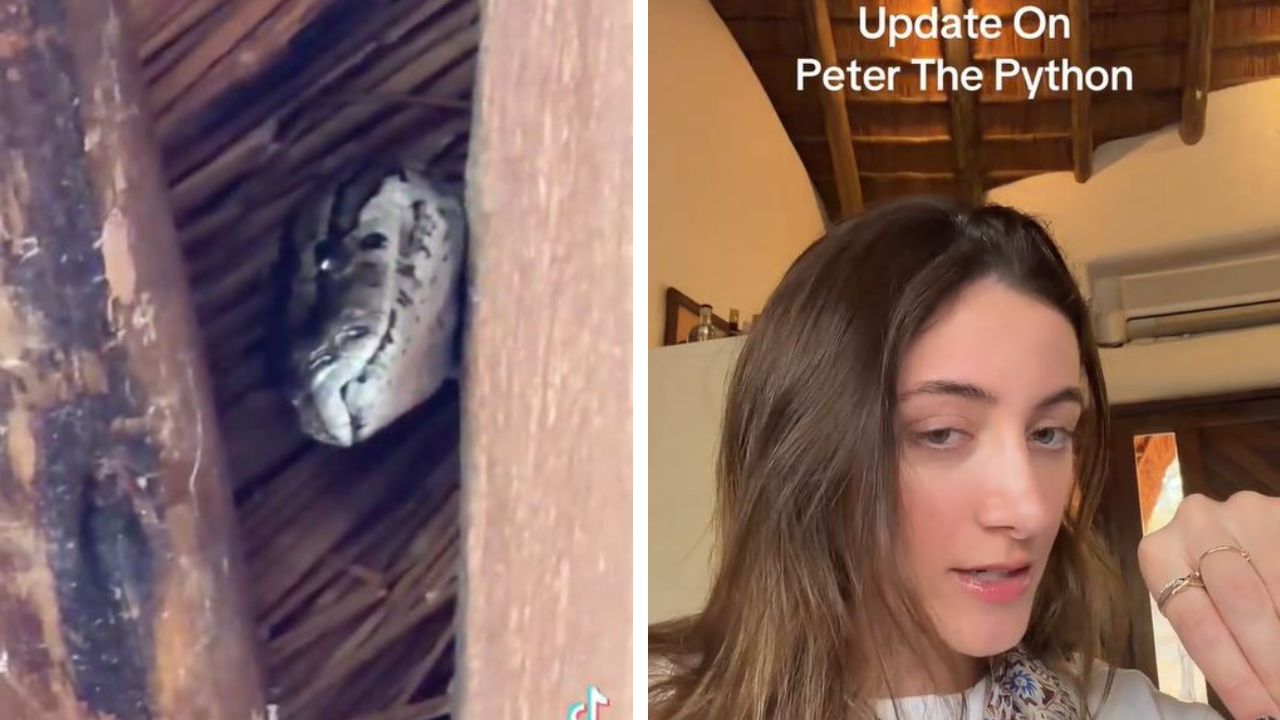 Woman can’t find the python that made her famous.