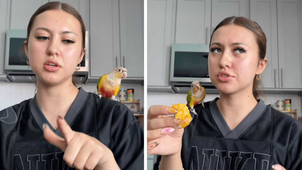 Woman Tries Out Local Nigerian Restaurant but All TikTok Could Focus On Was Her Pet Bird