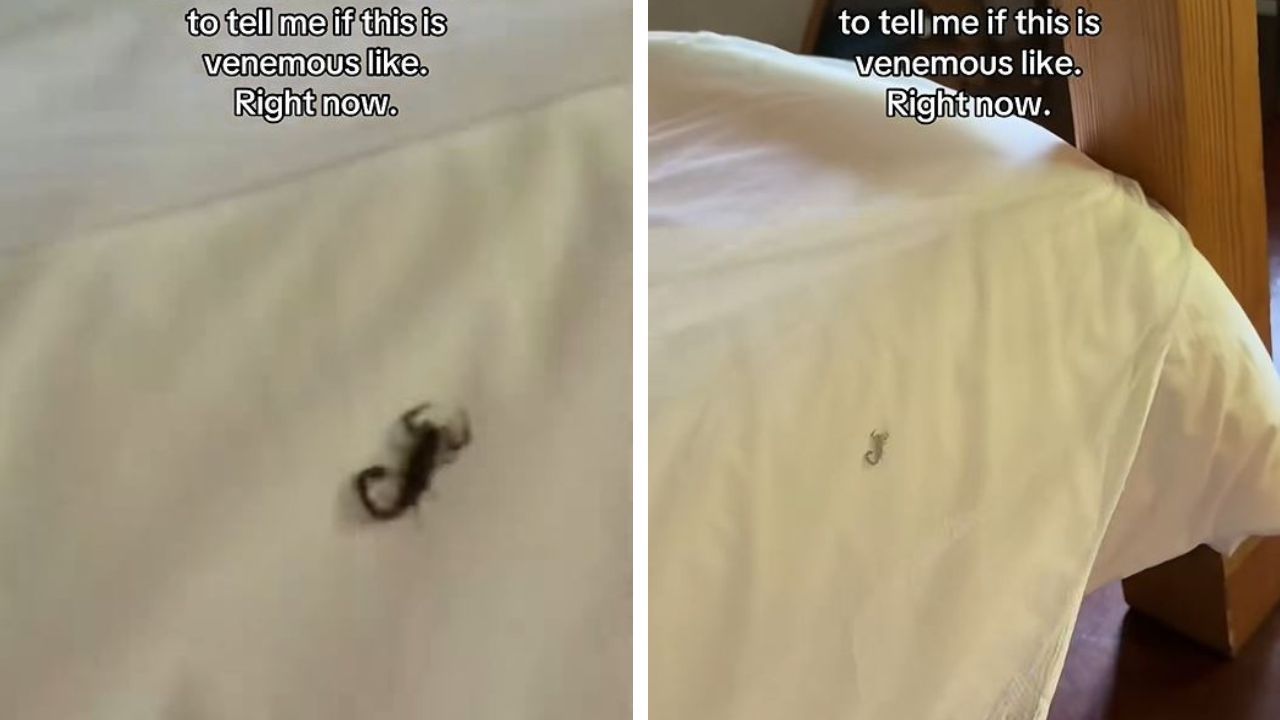 Woman finds live scorpion in bed.