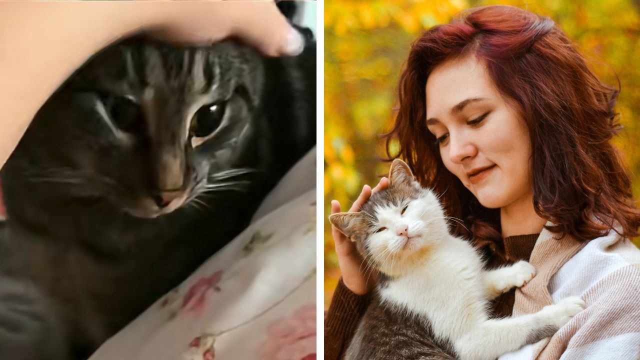 The cat is pictured back home with its original owner after reportedly being returned following a breakup.