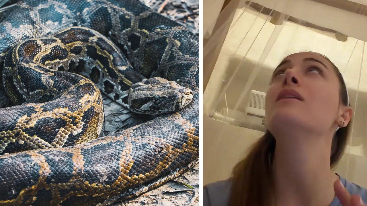 Woman’s neighbors reveal the shocking size of the python living on her roof.