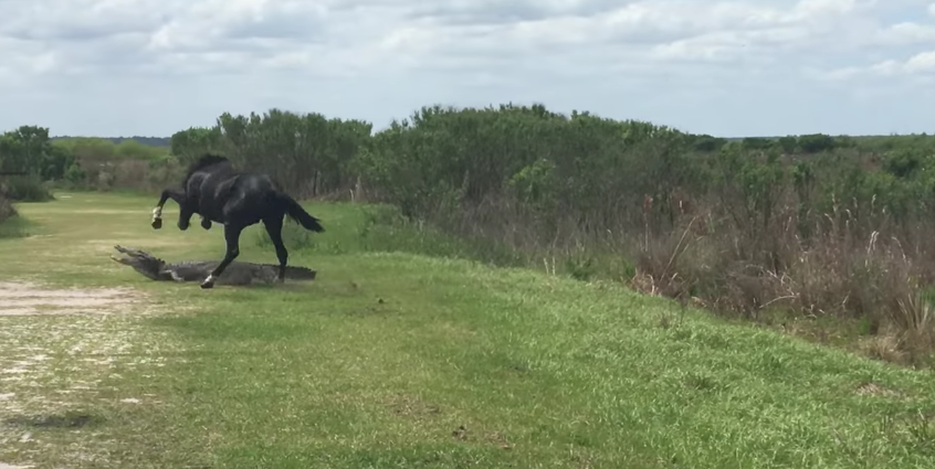 horse fights alligator: video shows horse stomping an aliigator