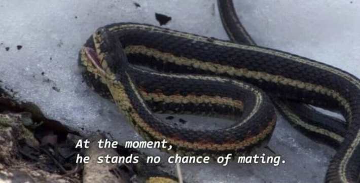 normie memes snake