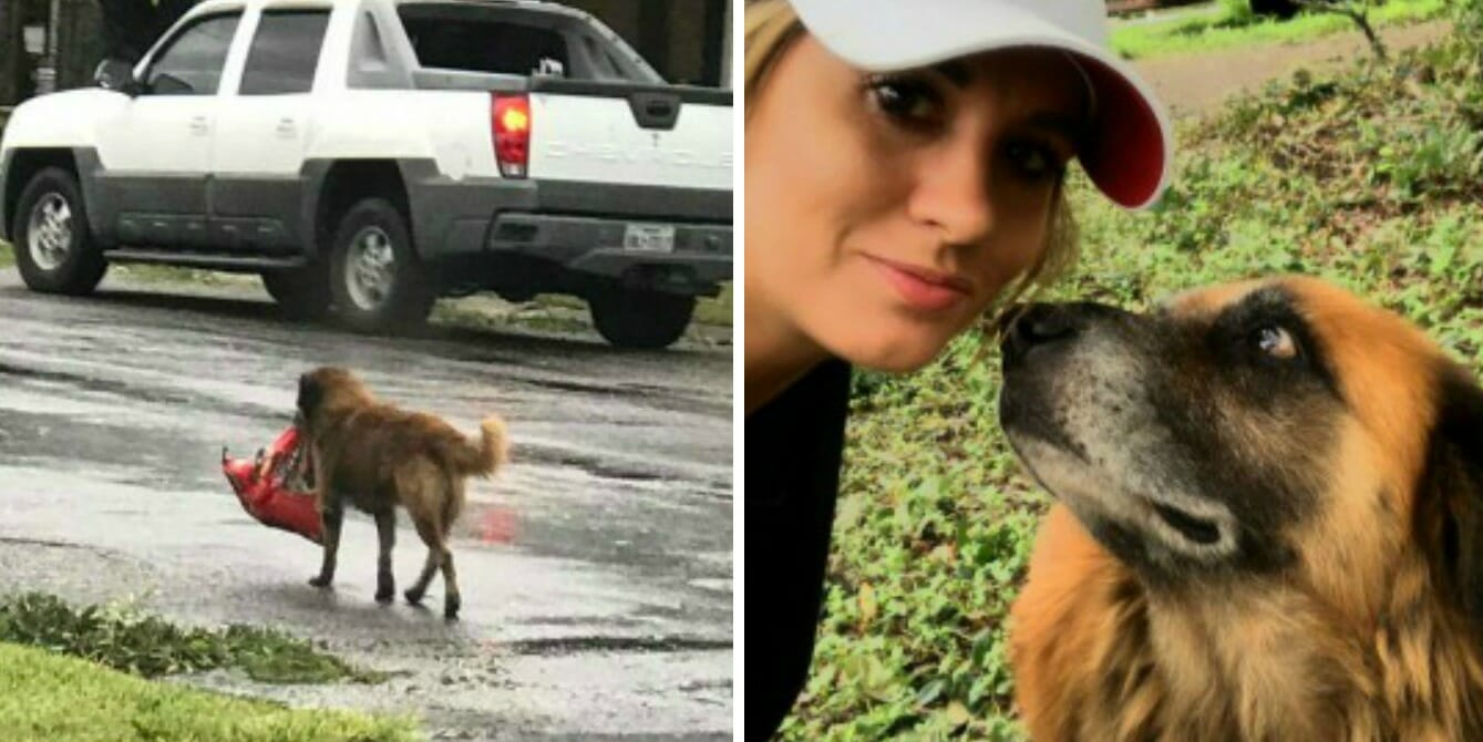 Otis dog hurricane harvey