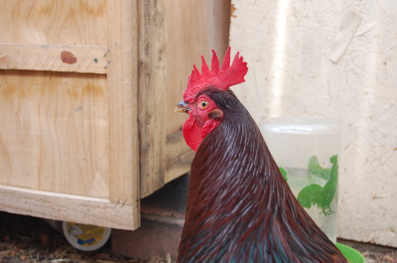 Definitely not a hen.