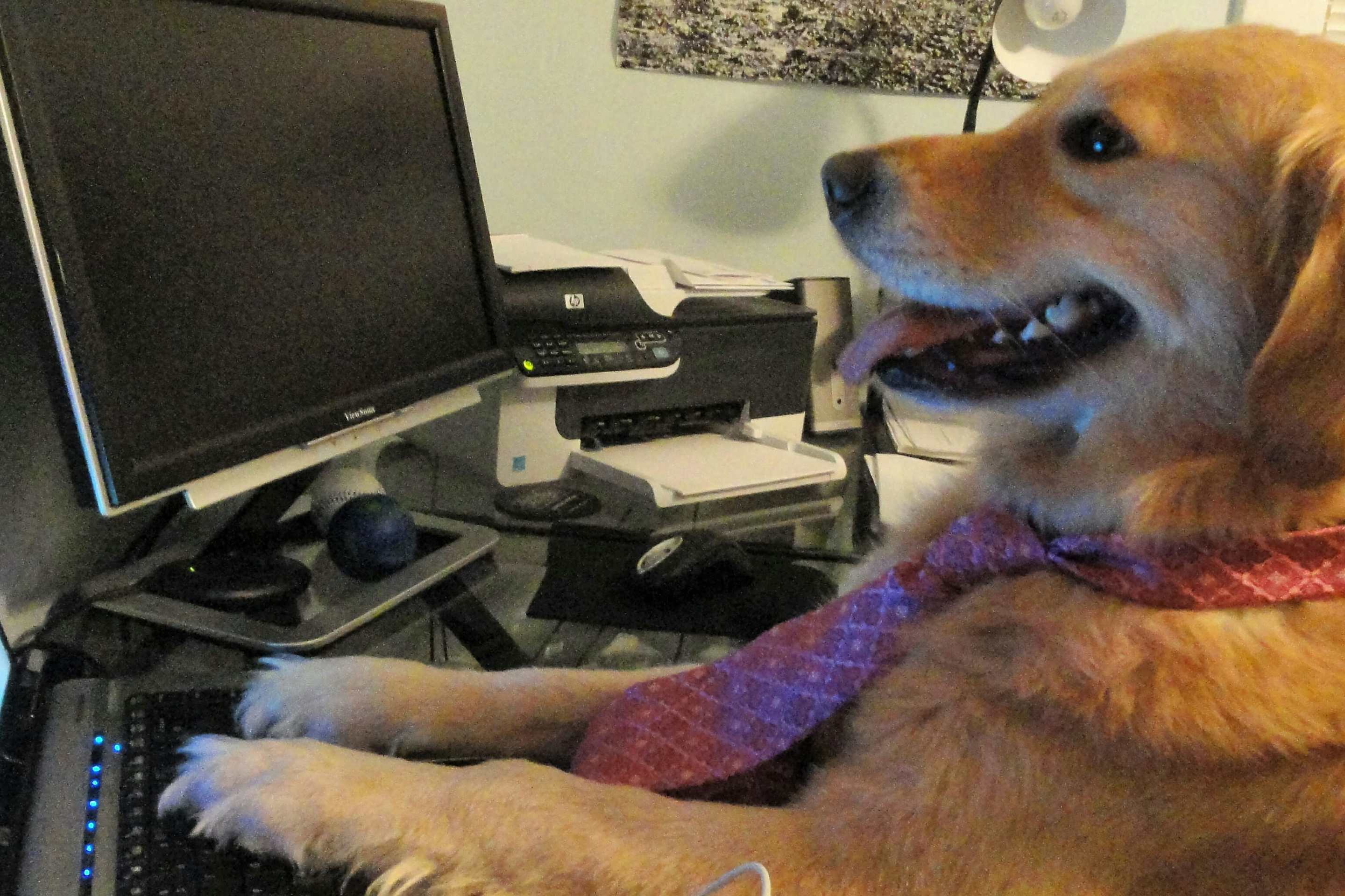 Bailey the golden retriever, known as the 'I don't know what I'm doing' meme, was memorialized in a 100-photo post.