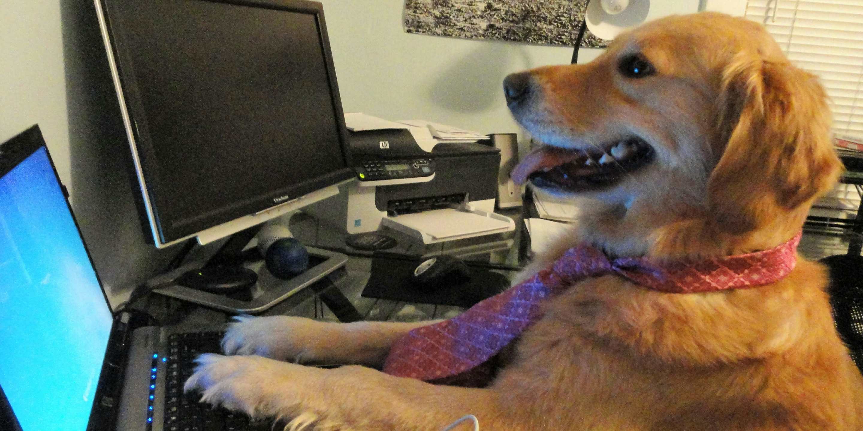 Bailey the golden retriever, known as the 'I don't know what I'm doing' meme, was memorialized in a 100-photo post.