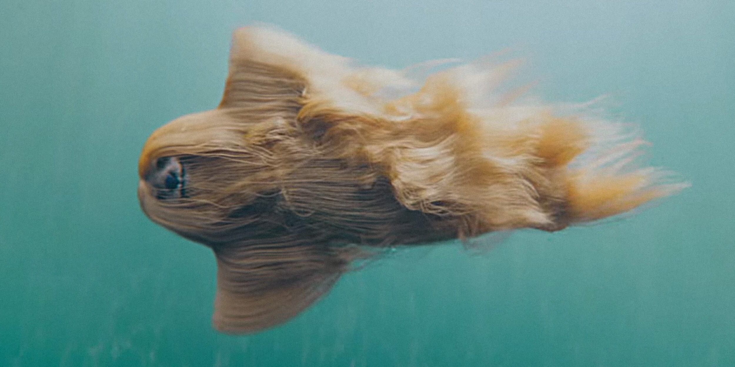 Mermaid Dog swimming through pool