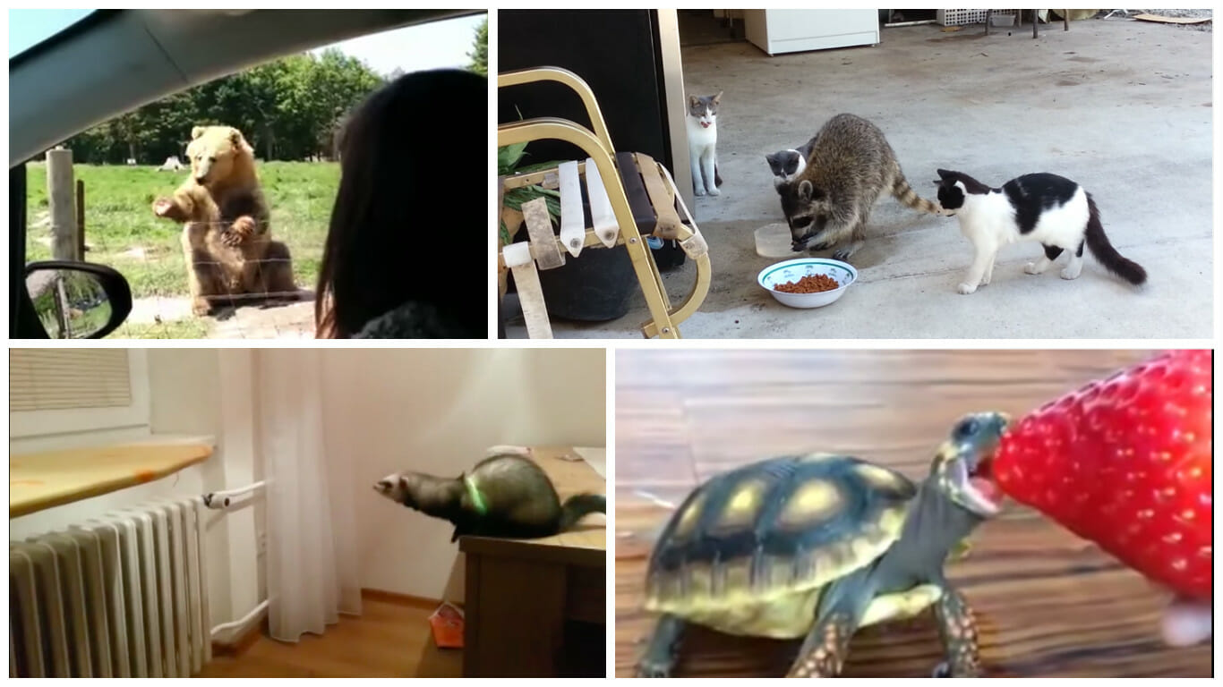 funny animal videos: collage