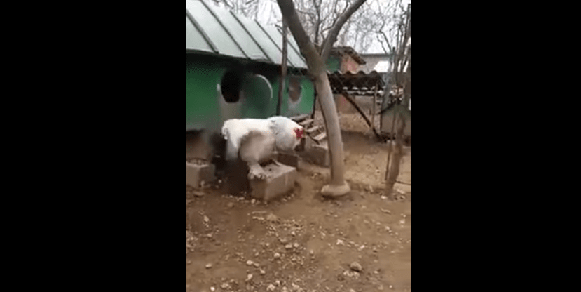 big chicken video: video shows big chicken