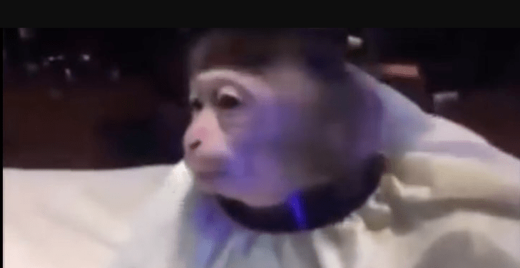 monkey haircut meme