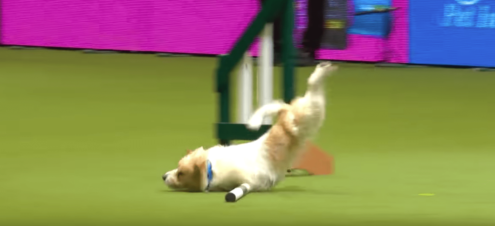 Olly the Jack Russell at Crufts 2017