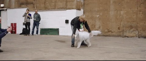 vulptex dog the last jedi