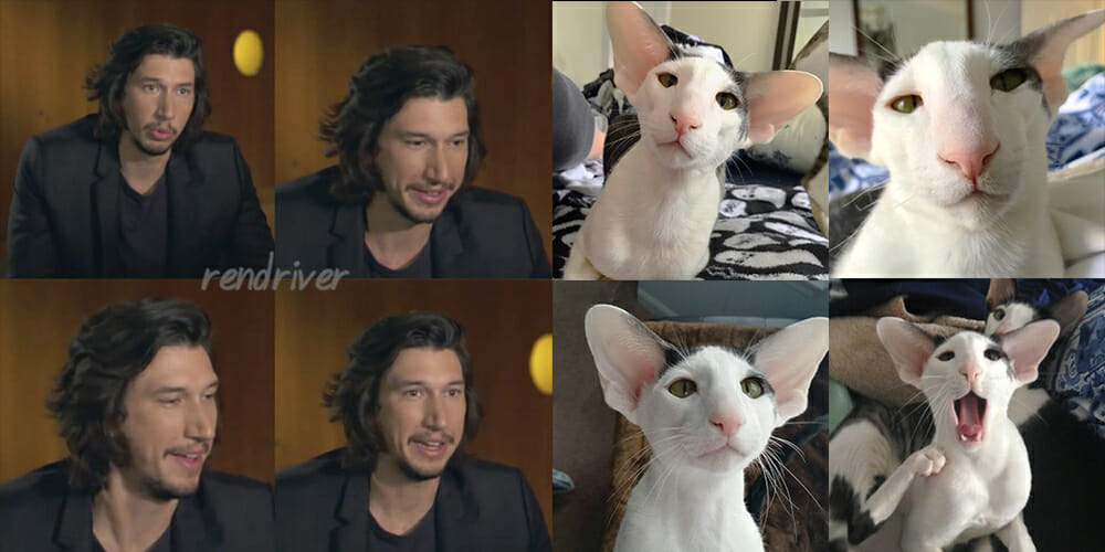 Cat that looks like Adam Driver